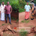 പാനൂരിൽ ഭീതി വിതച്ച കൂറ്റൻ കാട്ടുപന്നിയെ വെടിവെച്ചു കൊന്നു