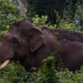 കാട്ടാന ആക്രമണം; അങ്കണവാടി കെട്ടിടം ഭാഗികമായി തകർന്നു