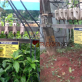 പരിഹാരമായി; എടച്ചേരിയിൽ ഇലക്ട്രിക് പോസ്റ്റ് തകർന്ന് നിലച്ച വൈദ്യുതിബന്ധം പുനസ്ഥാപിച്ചു