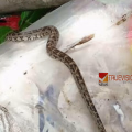 കൊയിലാണ്ടിയിൽ ഹരിത കർമസേനാംഗങ്ങളുടെ മാലിന്യ ചാക്കിനുള്ളിൽ പെരുമ്പാമ്പിനെ തള്ളിയ നിലയിൽ കണ്ടെത്തി; കണ്ണീരോടെ വളണ്ടിയർമാർ