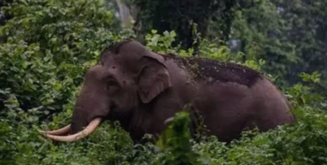 കാട്ടാന ആക്രമണം; അങ്കണവാടി കെട്ടിടം ഭാഗികമായി തകർന്നു
