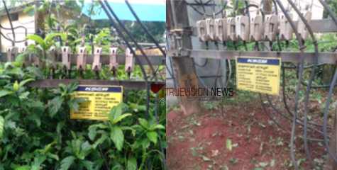 പരിഹാരമായി; എടച്ചേരിയിൽ ഇലക്ട്രിക് പോസ്റ്റ് തകർന്ന് നിലച്ച വൈദ്യുതിബന്ധം പുനസ്ഥാപിച്ചു