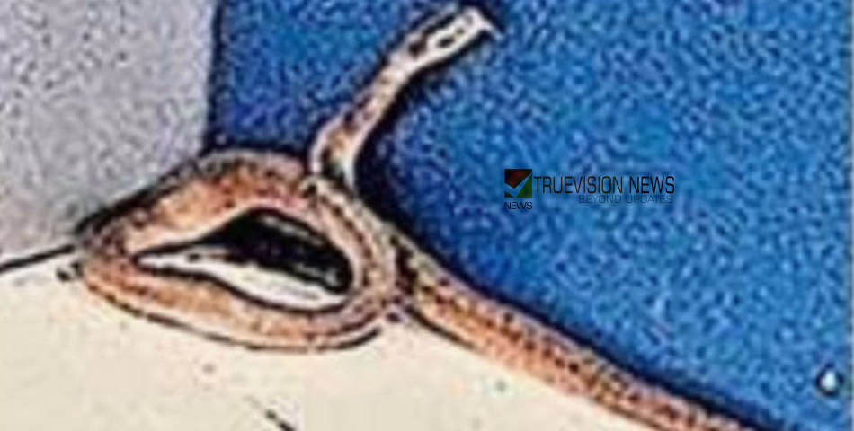 ആലുവയിൽ എടിഎം കൗണ്ടറിൽ 'അതിഥി'യായി മൂർഖൻ
