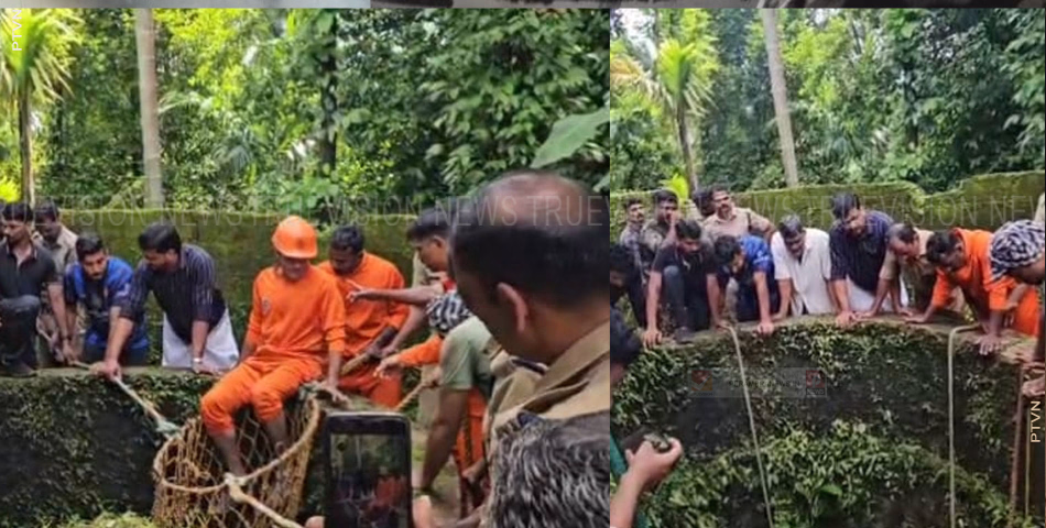 പന്തിരിക്കരയിലെ കിണറ്റില് ചാടിയ പന്നിയെ വെടിവെച്ചുകൊന്നു