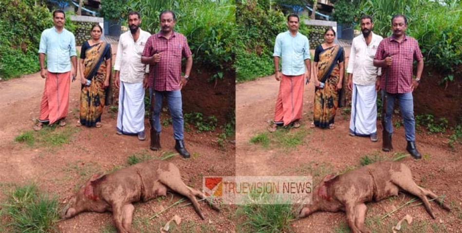 പാനൂരിൽ ഭീതി വിതച്ച കൂറ്റൻ കാട്ടുപന്നിയെ വെടിവെച്ചു കൊന്നു