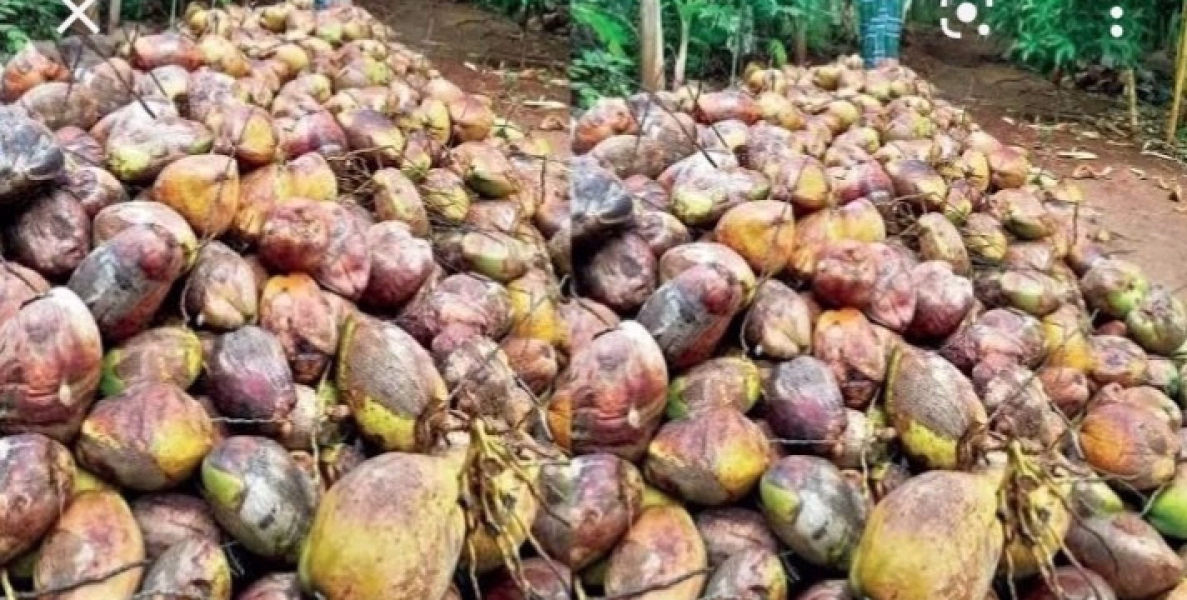 ബാലുശ്ശേരിയില്‍ പച്ചതേങ്ങ സംഭരണ കേന്ദ്രം വേണമെന്ന് കിസാന്‍ ജനത ബാലുശ്ശേരി മണ്ഡലം കമ്മിറ്റി ആവശ്യപ്പെട്ടു