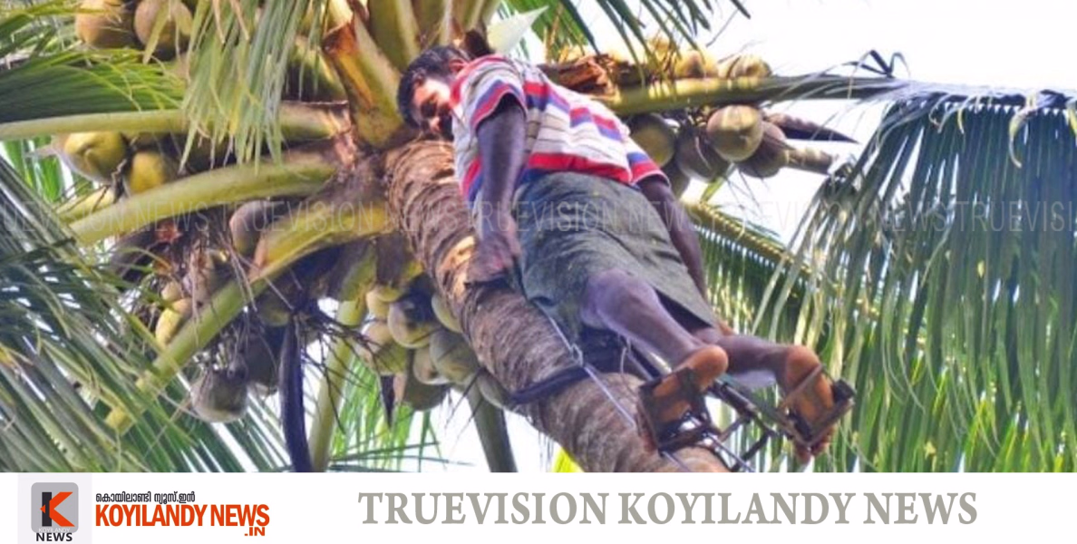തേങ്ങ പറിക്കാന്‍ വേതനം ഇനി പഞ്ചായത്ത് നല്‍കും; നാളികേര കര്‍ഷകര്‍ക്ക് കൈതാങ്ങായി മൂടാടിയിലെ കേര സൗഭാഗ്യ പദ്ധതി 