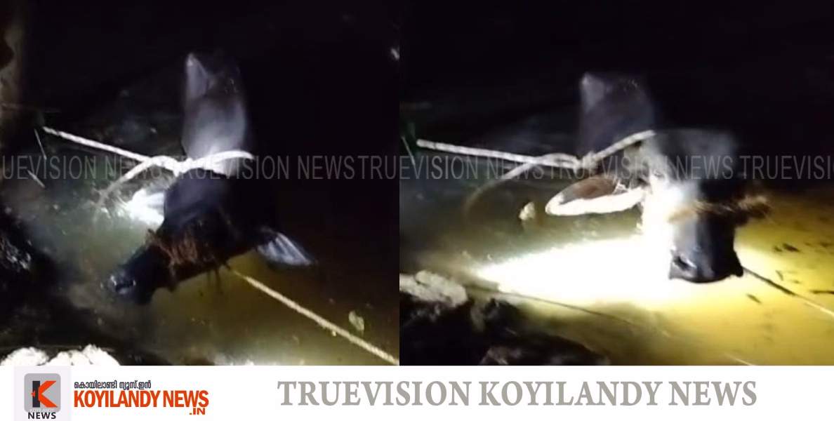 #koyilandy| കൊയിലാണ്ടി പയറ്റ് വളപ്പില്‍ ക്ഷേത്രത്തിനടുത്ത് പോത്ത് വിരണ്ടോടി; അതിസാഹസികമായി പോത്തിനെ പിടിച്ച് അഗ്‌നിരക്ഷാസേന 