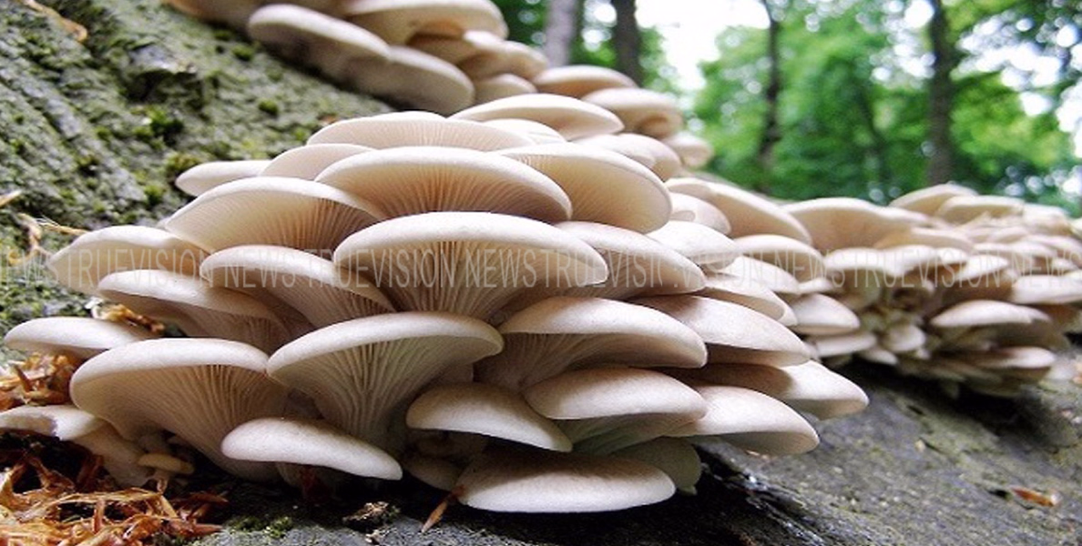 #cultivation | കെവികെയില്‍ കൂണ്‍ വളര്‍ത്തല്‍ പരിശീലനം