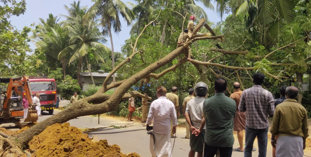 #TREE FALL | തിരുവങ്ങൂര്‍- കുനിയില്‍ കടവ് പാലം റോഡില്‍  മരം വീണ് ഗതാഗതം തടസപ്പെട്ടു