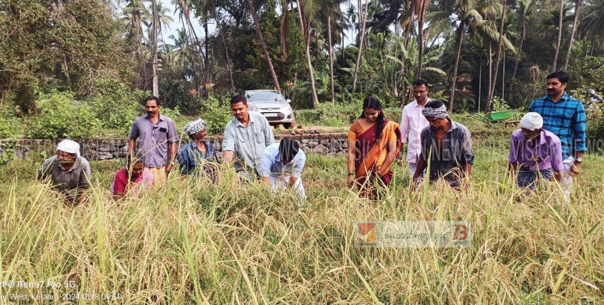 കൊയ്ത്തുല്‍സവം; അത്തോളി കൈപ്പാട് കൊയ്ത്തുല്‍സവം പഞ്ചായത്ത് പ്രസിഡന്റ് ഉദ്ഘാടനം ചെയ്തു  