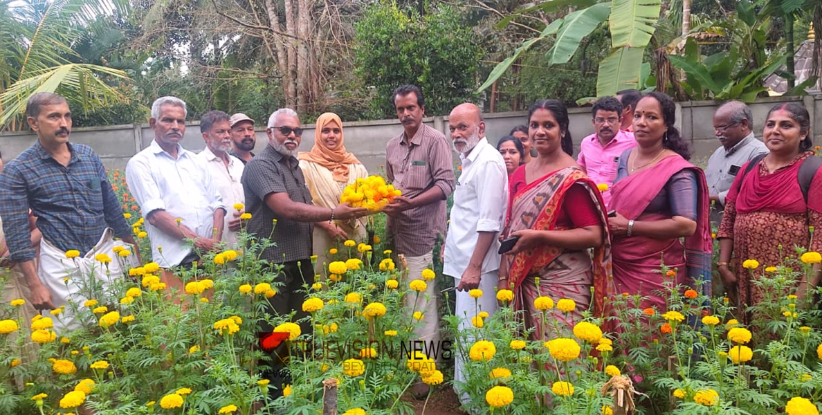 മൂടാടിയിൽ വീണ്ടും പൂക്കാലം വരവായി; പുഷ്പകൃഷി വിളവെടുപ്പാരംഭിച്ചു
