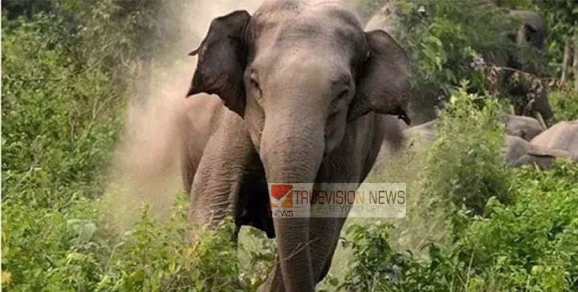 വയനാട്ടിൽ വീണ്ടും കാട്ടാന ആക്രമണം; സഹോദരങ്ങൾ രക്ഷപ്പെട്ടത് അത്ഭുതകരമായി