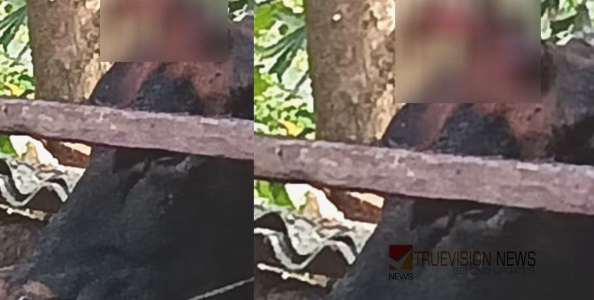 ദാരുണം.....! കറവപ്പശു തലതല്ലി ചത്തു, പരിശോധനയിൽ പേവിഷ ബാധ; പാലുപയോഗിച്ചവർ ഭീതിയിൽ