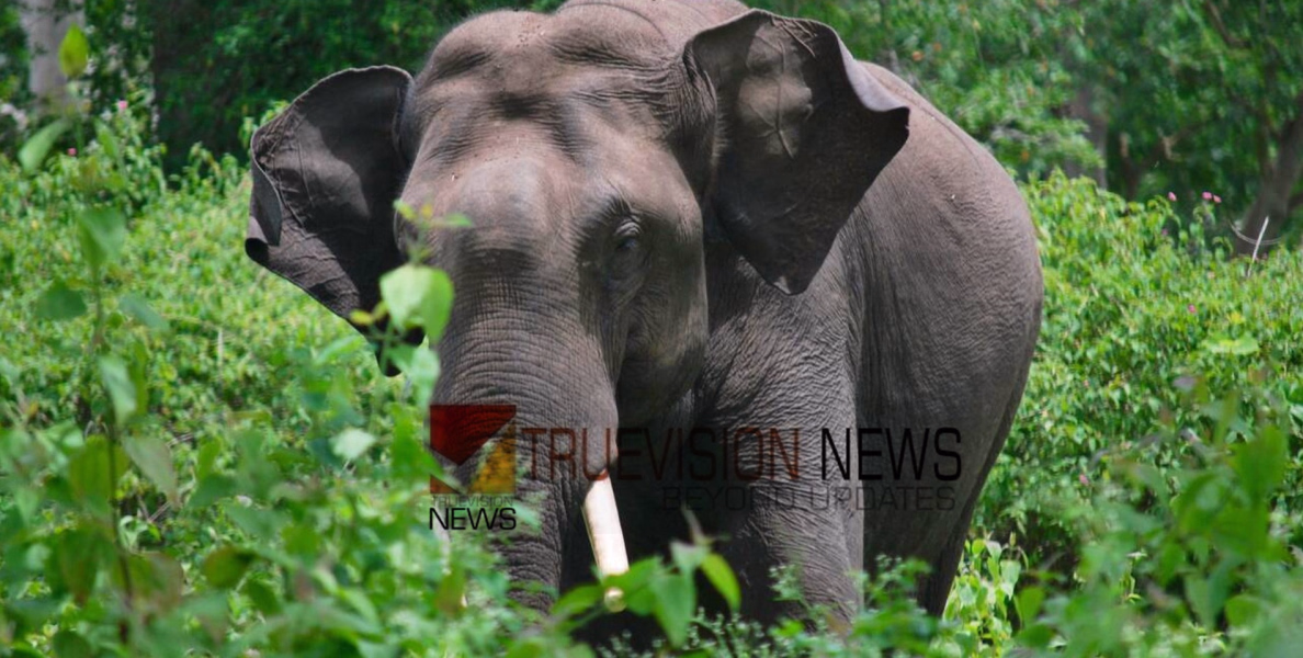 തൃശൂർ കുതിരാനിൽ കാട്ടാന ആക്രമണം; ഫോറസ്റ്റ് വാച്ചര്‍ക്ക് പരിക്ക്