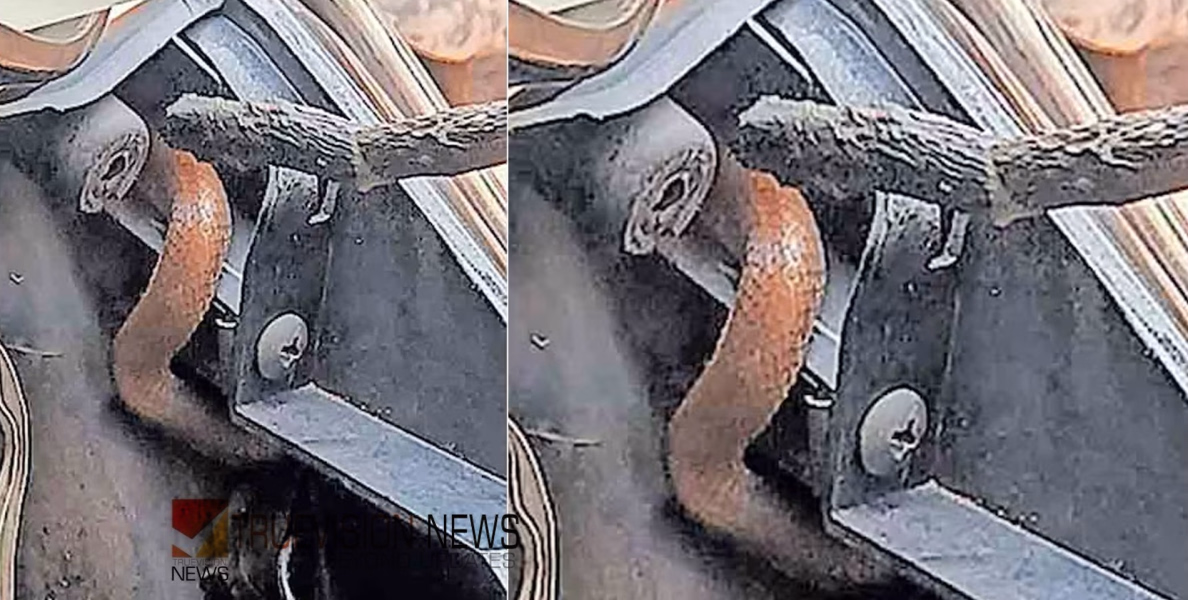 തല പൊക്കി വന്നത് വിഷപ്പാമ്പ്; കോളജിലേക്കുള്ള യാത്രാമധ്യേ സ്കൂട്ടറിൽനിന്ന് പൊങ്ങി അപ്രതീക്ഷിത ‘അതിഥി’; പാമ്പിന്റെ കടിയേൽക്കാതെ അധ്യാപികയ്ക്ക് രക്ഷ