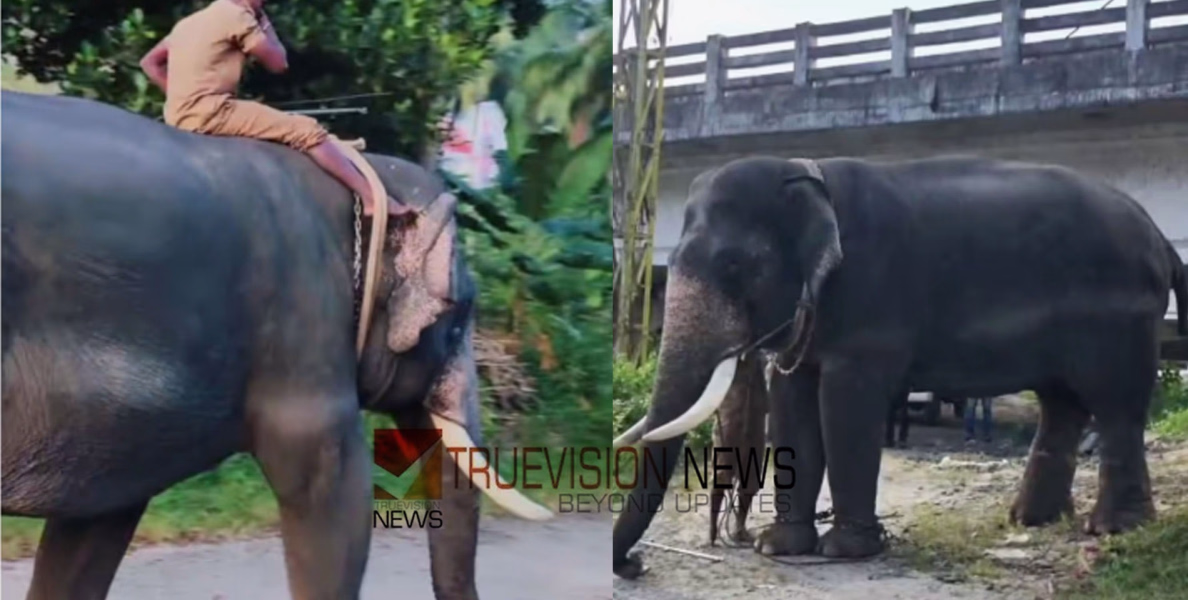 കുതിരാനിൽ ഇറങ്ങിയ ഒറ്റയാനെ തുരത്താൻ വയനാട്ടിൽ നിന്ന് വിക്രമും ഭരതും എത്തി; ദൗത്യം ഇന്ന് ആരംഭിക്കും