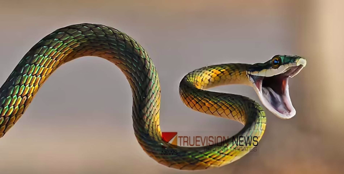 പ്രചാരണത്തിന് ഇറങ്ങുന്നതിനിടെ യുഡിഎഫ് സ്ഥാനാർഥിക്ക് പാമ്പുകടിയേറ്റു