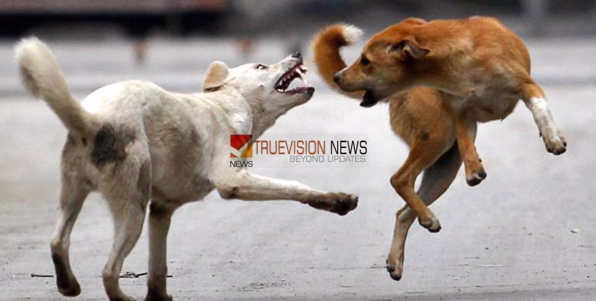 തൃത്താലയിൽ  വീട്ടുമുറ്റത്ത് കളിക്കുന്നതിനിടെ  തെരുവുനായ ആക്രമണം; നാലുവയസുകാരന് ഗുരുതര പരിക്ക്