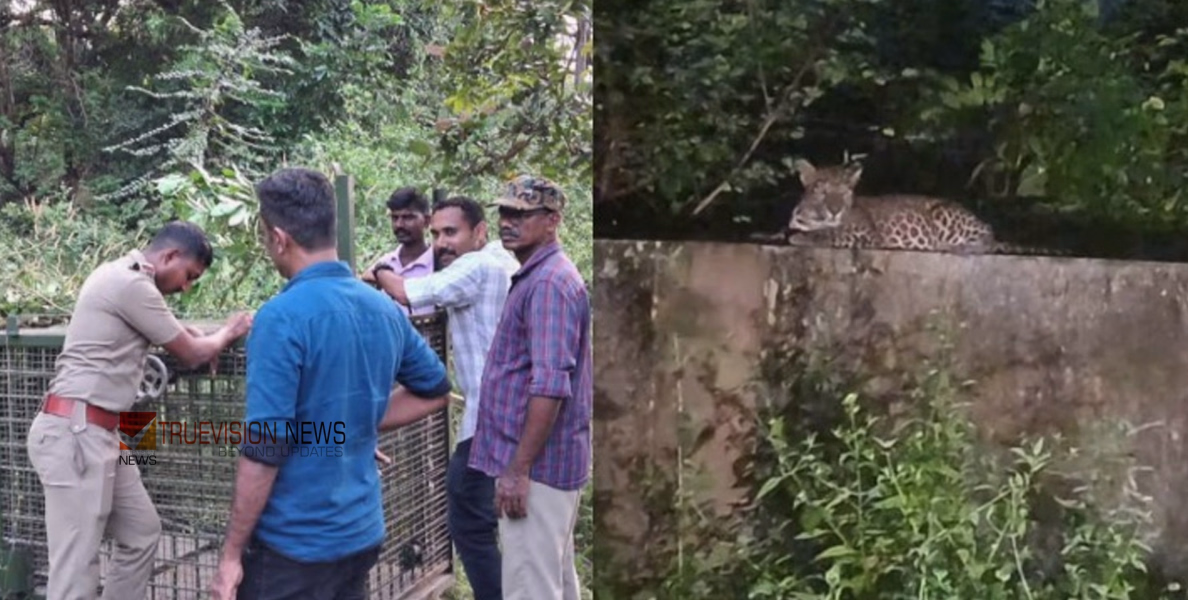 സർക്കാർ സ്കൂളിന് സമീപം പുലിയിറങ്ങി; മലമ്പുഴയിൽ കൂട് സ്ഥാപിച്ച് വനംവകുപ്പ്