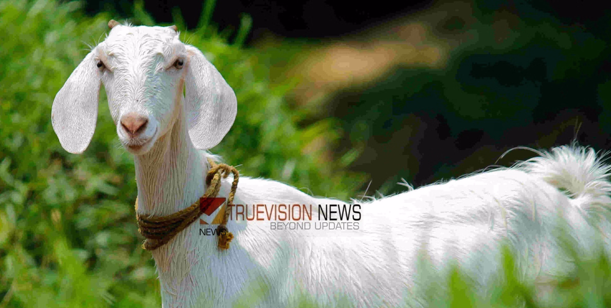 ആട് ഭീകരജീവിയല്ല ....! വാഴ ആട് തിന്നതിൽ അയൽവാസികൾ തമ്മിൽ തർക്കം; ഒരാൾക്ക് വെട്ടേറ്റു 