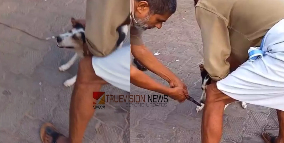 'മരിക്കാത്ത മനുഷ്യത്വം '; മുള്ളൻ പന്നിയുടെ മുള്ള് മൂക്കിൽ തുളച്ച് കയറിയ തെരുവ് നായക്ക് രക്ഷകരായി ഓട്ടോ തൊഴിലാളികള്‍
