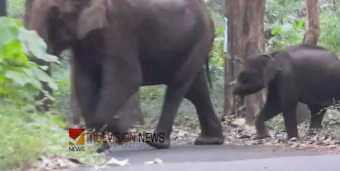 കാട്ടാനയുടെ ആക്രമണത്തിൽ വീണ്ടും മരണം; ചാലക്കുടിയിൽ 75-കാരനെ ചവിട്ടിക്കൊന്നു, ആക്രമിച്ചത് തുമ്പിക്കൈ ഇല്ലാത്ത കുട്ടിയാനക്കൊപ്പം എത്തിയ കാട്ടാനക്കൂട്ടം