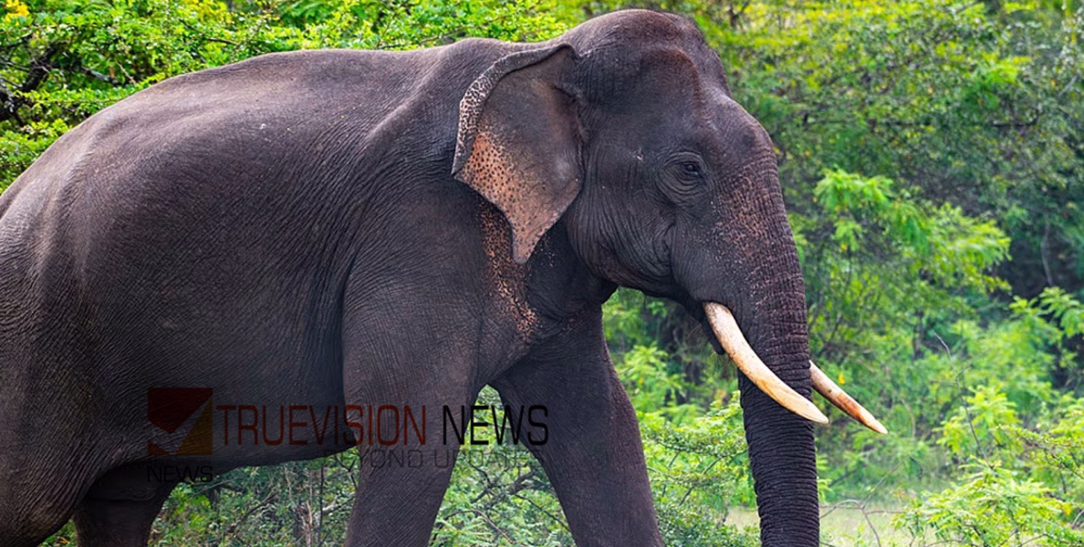 ചായ കുടിക്കാൻ പോകുന്നതിനിടെ കാട്ടാന ആക്രമണം, വയോധികന് ദാരുണാന്ത്യം