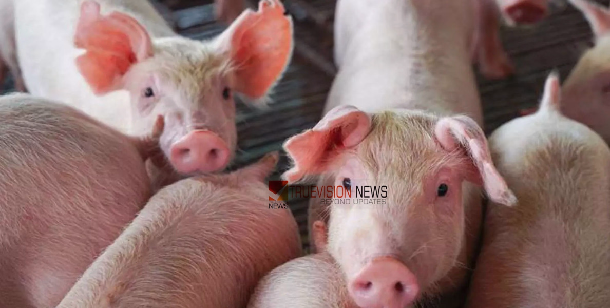 പാലക്കാട് ജില്ലയിൽ  ആഫ്രിക്കൻ പന്നിപ്പനി സ്ഥിരീകരിച്ചു, നാല് പഞ്ചായത്തുകളിൽ നിയന്ത്രണം