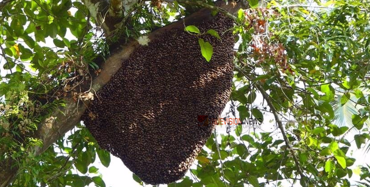 അങ്കണവാടിയിൽ കടന്നൽ ആക്രമണം: കുട്ടികൾ ഉൾപ്പെടെ എട്ട് പേർക്ക് കുത്തേറ്റു