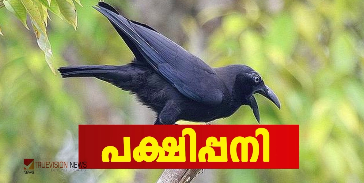 കണ്ണൂരിൽ ജാഗ്രതാ നിർദ്ദേശം; ജില്ലയിൽ പക്ഷിപ്പനി സ്ഥിരീകരിച്ചു, രോഗം കണ്ടെത്തിയത് കാക്കയിൽ