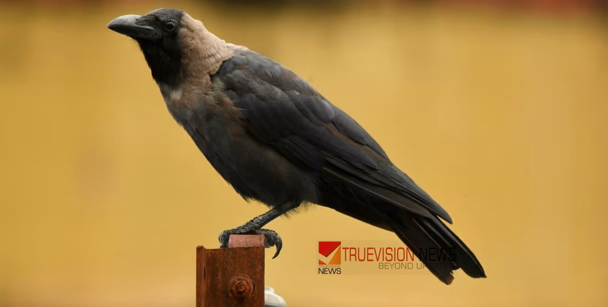 കണ്ണൂരിൽ പക്ഷിപ്പനി സ്ഥിരീകരിച്ചു; ജാഗ്രത പാലിക്കണമെന്ന് ജില്ലാ കളക്ടർ