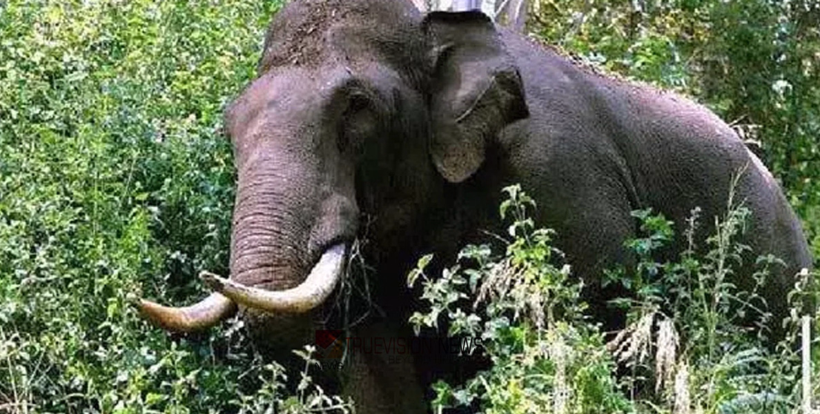 വീണ്ടും ജീവനെടുത്തു ... ആടിനെ മേയ്ക്കാൻ വനത്തിനുള്ളിൽ പോയപ്പോൾ കാട്ടാന ആക്രമണം; യുവാവ് കൊല്ലപ്പെട്ടു