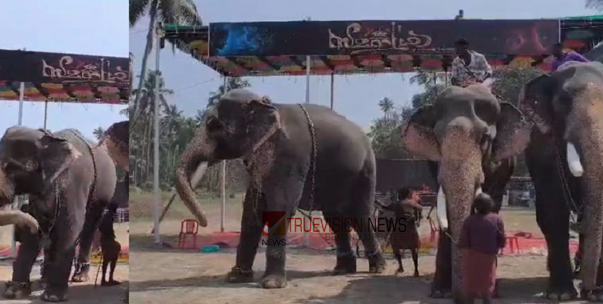 ഭീതിയുടെ അരമണിക്കൂർ....! ഗുരുവായൂരിൽ തലപ്പൊക്ക മത്സരത്തിനിടെ ആനയുടെ ആക്രമണം; പാപ്പാനെ കൊമ്പുകൊണ്ട് തട്ടിത്തെറിപ്പിച്ചു