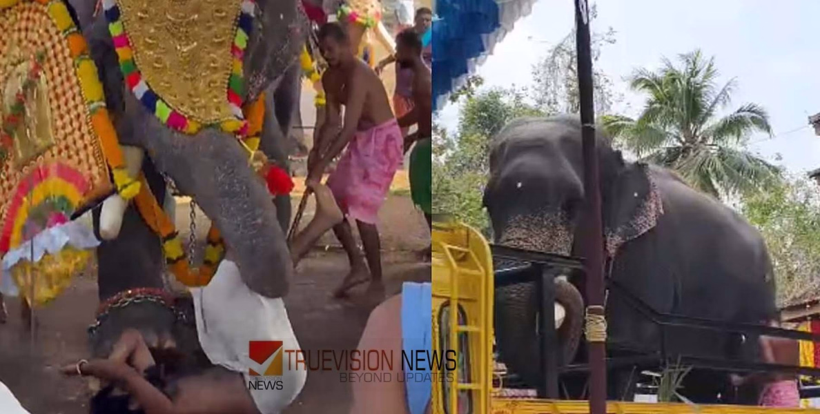 ക്ഷേത്രോത്സവത്തിൽ ശീവേലിയ്ക്ക് കോലം കെട്ടുന്നതിനിടെ യുവാവിനെ തുമ്പിക്കൈ കൊണ്ട് എടുത്തെറിഞ്ഞ് ആന; തളച്ചത് ഏറെ നേരത്തെ പരിശ്രമത്തിനൊടുവിൽ