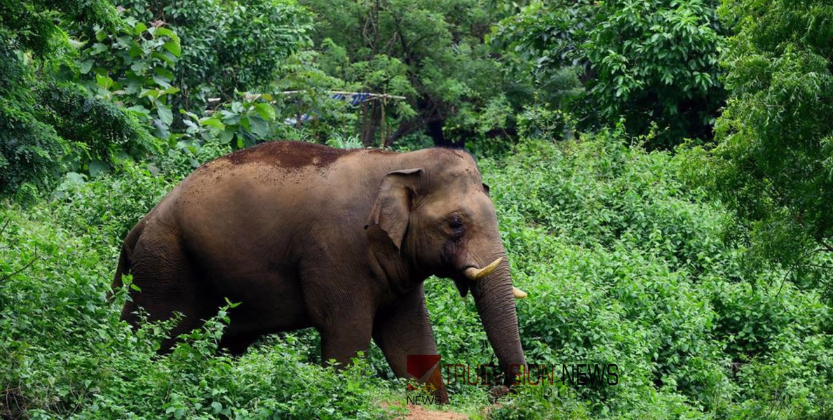 മരണം മുന്നിൽക്കണ്ട നിമിഷം ....; അതിരപ്പള്ളിയിൽ ബൈക്ക് യാത്രികരെ കാട്ടാന ആക്രമിച്ചു