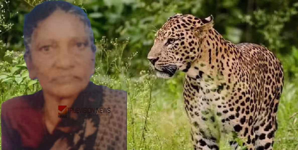 അതിരപ്പള്ളി മലക്കപ്പാറയിൽ പുലിയുടെ ആക്രമണത്തിൽ വയോധിക കൊല്ലപ്പെട്ടു, മൃതദേഹം പുലി ഭക്ഷിച്ച നിലയിൽ