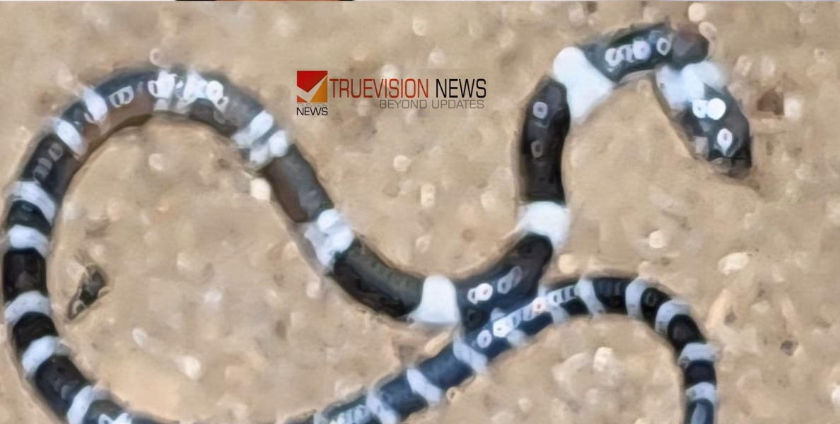 കോടാലിയില്‍ പാമ്പ് കടിയേറ്റ അനോഷിൻ്റെ ചികിത്സാ ചെലവ് സർക്കാർ വഹിക്കും 