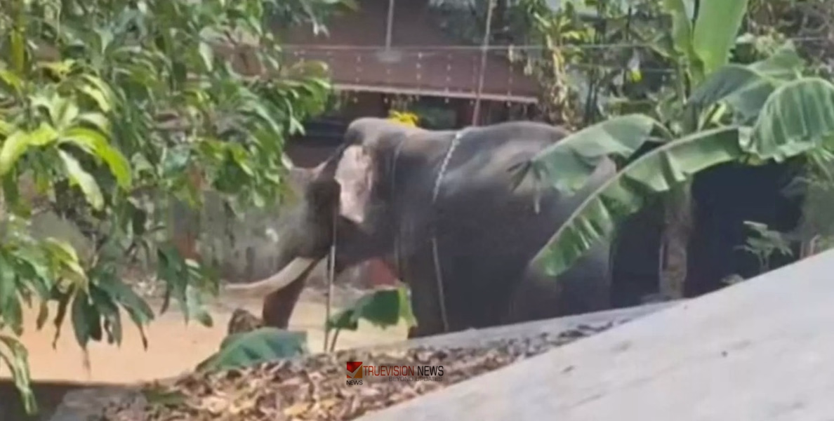 അങ്കമാലിയിൽ ആന പാപ്പാനെ ചവിട്ടിക്കൊന്നു; രണ്ടാം പാപ്പാൻ ഗുരുതരാവസ്ഥയിൽ, ആക്രമണം ആനയെ തളക്കാന്‍ ശ്രമിക്കുന്നതിനിടെ