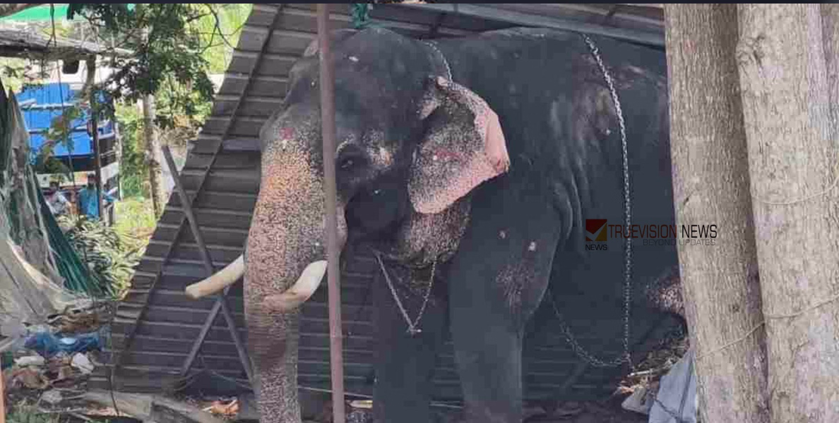ഇരിങ്ങാലക്കുട  കൂടല്‍മാണിക്യം ക്ഷേത്രത്തില്‍ ആന ഇടഞ്ഞു പാപ്പാനെ ചവിട്ടി കൊന്നു
