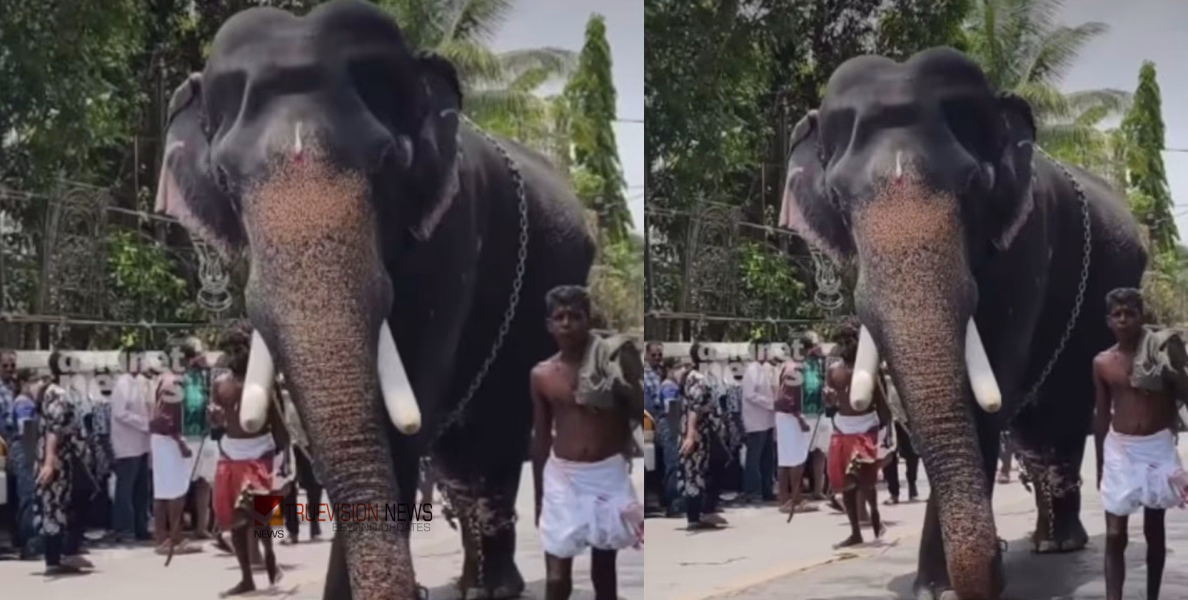 തെങ്ങ് മറിച്ചിട്ടു....! കൂടൽമാണിക്യം ക്ഷേത്രത്തിൽ വീണ്ടും ആന ഇടഞ്ഞു