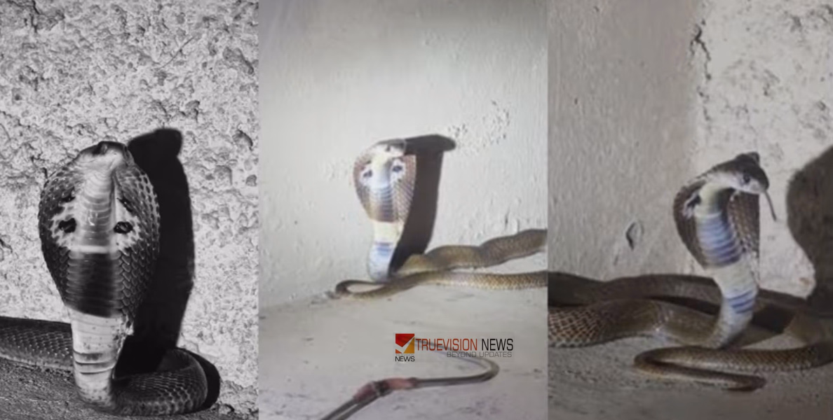 രാത്രി അടുക്കളയിൽ അപ്രതീക്ഷിത അതിഥി; കൂളിമുട്ടത്ത് അഞ്ചടിയോളം നീളമുള്ള മൂർഖൻ പിടിയിൽ