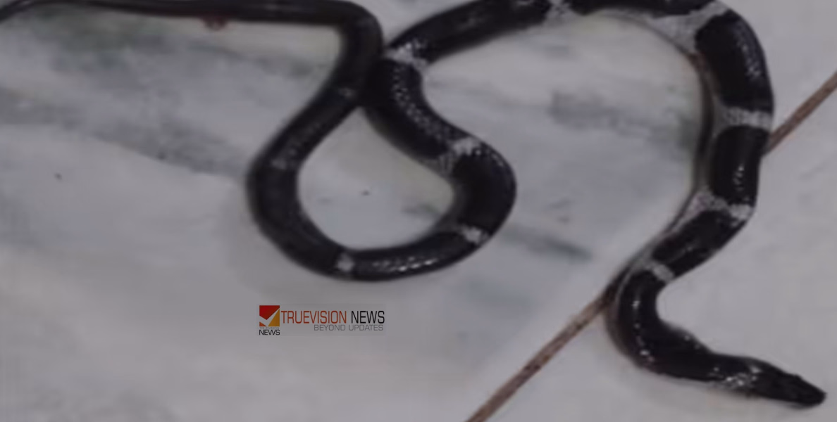 കോടാലിയിൽ പാമ്പ് ഭീതി തുടരുന്നു: അറ്റാച്ച്ഡ് ബാത്ത്റൂമിലും വെള്ളിക്കെട്ടൻ, വീട്ടമ്മ രക്ഷപ്പെട്ടത് അത്ഭുതകരമായി
