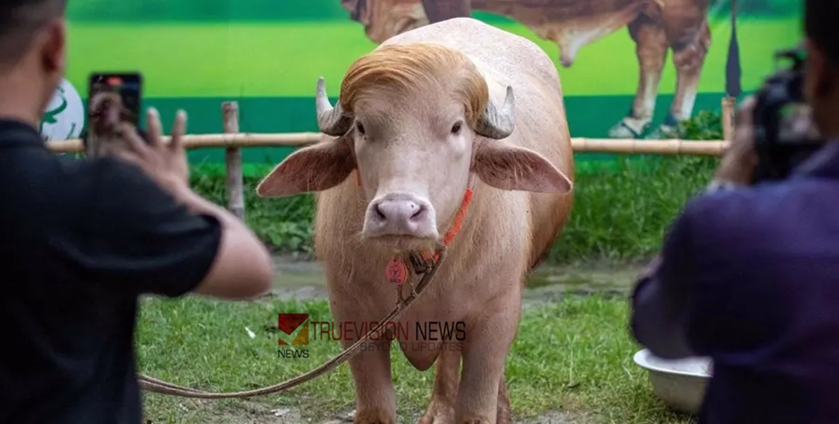 വീഡിയോ തുണച്ചു,ഡൊണാൾഡ് ട്രംപിനെ ഇനി ബലി നൽകില്ല ....!  ബംഗ്ലാദേശിൽ തരംഗമായ പോത്തിനെ ബലി നൽകുന്നതിൽ നിന്ന് ഒഴിവാക്കി; ഏറ്റെടുത്ത് സർക്കാർ