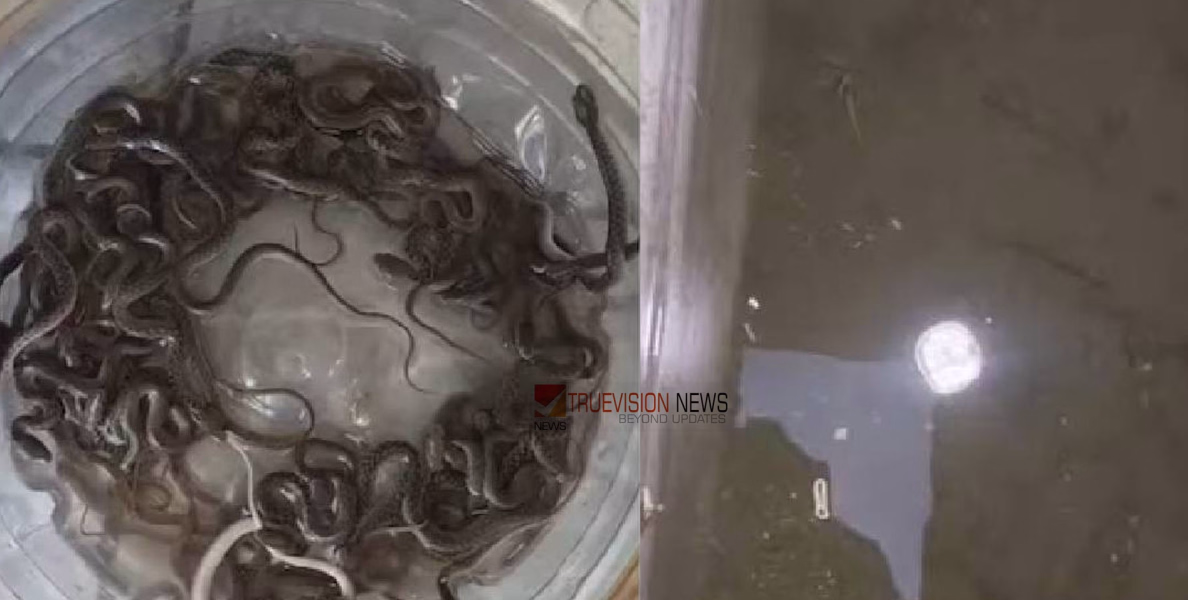 വാട്ടർ ടാങ്കോ പാമ്പിൻ കൂടോ...? വീടിന്റെ വാട്ടർ ടാങ്കിൽ നിന്ന് വെള്ളത്തിന് പകരം വന്നത് 27 പാമ്പിൻ കുഞ്ഞുങ്ങൾ, ഞെട്ടിക്കുന്ന കാഴ്ച
