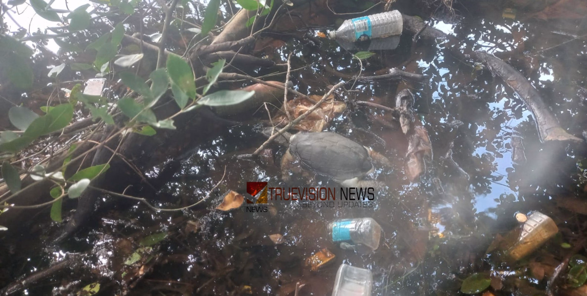 ഇരിങ്ങണ്ണൂര്‍ ശിവക്ഷേത്രം ചിറയില്‍ ആമകള്‍ കൂട്ടത്തോടെ ചത്തൊടുങ്ങി