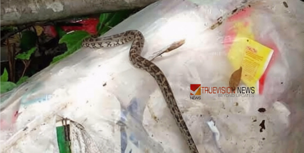 കൊയിലാണ്ടിയിൽ ഹരിത കർമസേനാംഗങ്ങളുടെ മാലിന്യ ചാക്കിനുള്ളിൽ പെരുമ്പാമ്പിനെ തള്ളിയ നിലയിൽ കണ്ടെത്തി; കണ്ണീരോടെ വളണ്ടിയർമാർ